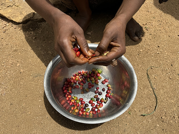 Türk Kahvesi: Bir Çekirdek Değil, Bir Yapım Tekniğidir